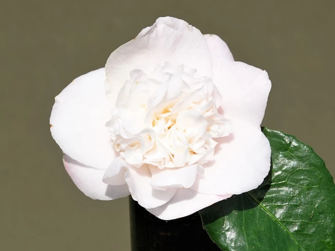 Nuccio's Pearl